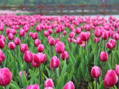 iphone_upload_pic-上海鲜花港