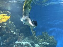 -海合安武汉极地海洋公园