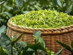 -十八棵（老龙井）御茶园(老龙井店)