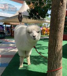 -萌宠亲子动物乐园(槐房万达店)