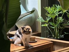 -谷咖啡·鲜花绿植花园餐厅
