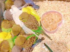 -青石桥花鸟鱼虫市场(叠翠城店)