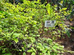 -呀路古热带植物园