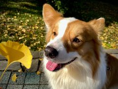 -三圣花乡旅游区