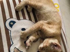 -美联众合动物医院·24h转诊中心