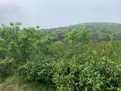 -龙寺生态园