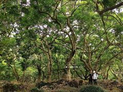 -广州白江湖森林公园