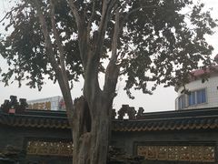 -碧江金楼