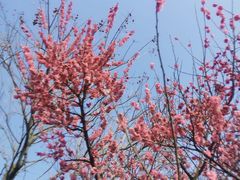 -贡湖湾湿地公园