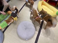 -逗柴咖啡屋·狗咖猫咖宠物桌游