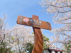 -顾村公园