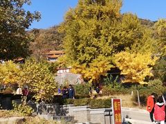 -遵化市禅林寺古银杏风景园