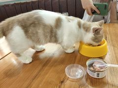 -猫小院猫主题餐厅(三里屯店)