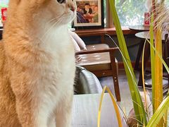 -咖法森林·咖啡  酒吧(天河店)