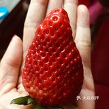 ●彝族自治州大凉山草莓