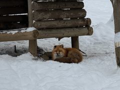 -宫城藏王狐狸村