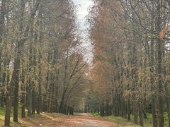 -上海海湾国家森林公园