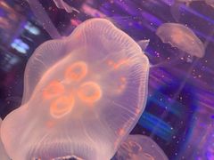 -梦幻海洋王国(吾悦广场张家港店)