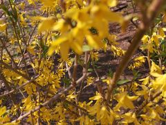 -大兴滨河森林公园