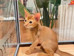 -袖虎·猫馆(体育西路店)