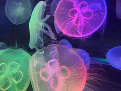 -太平洋海底世界