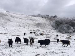 -金鼎雪山牦牛杂火锅(理县总店)
