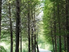 -溱湖国家湿地公园