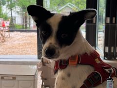 -J Create城市露营咖啡·简餐·宠物(上海动物园店)