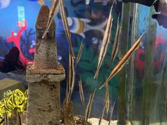 -太平洋海底世界