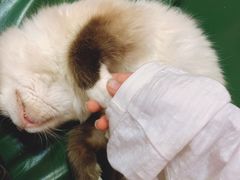 -猫色咖啡·猫咖