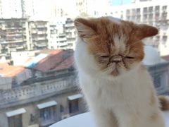 -怪兽屋·羊驼·猫咖·狗咖(俊华广场店)