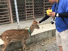 -鹿境梅花鹿生态园区