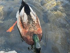 -四季民福烤鸭店(前门大栅栏店)