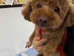 -瑞鹏宠物医院·爱宠堂·骨外专科(西荷分院)