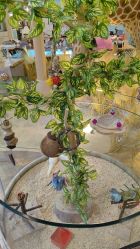 -卡通尼·Safari非洲探索乐园·生日会(金桥国际商业广场店)