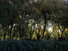 -永定河休闲森林公园