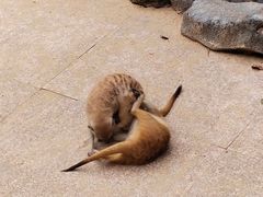 -合肥野生动物园
