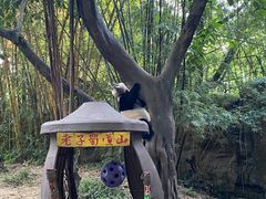 -广州长隆野生动物世界