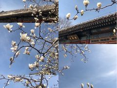 -颐和园