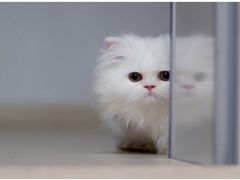 -瑞鹏宠物医院犬猫全科(真大分院)