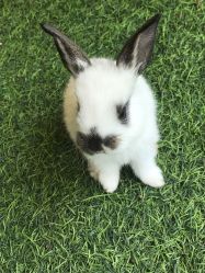 -萌宠亲子动物乐园(槐房万达店)