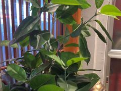 -巴渝瓦肆重庆鲜火锅(宝龙环湖店)