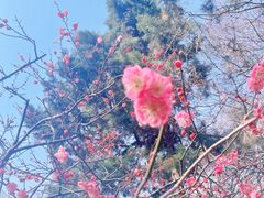 -红梅公园
