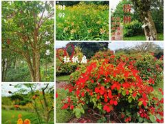 -中国科学院西双版纳热带植物园