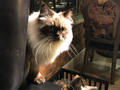 -more than meow吴止猫主题餐厅(承德 中船汇店)
