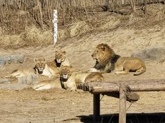 -北京野生动物园