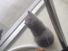 -猫亿天猫咖