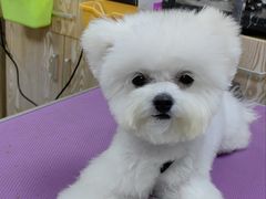 -安安宠医宠物医院·异宠·犬猫内科(岳阳分院)
