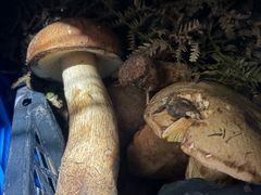 -菌之家·专业纯野生菌火锅·特色炒菌