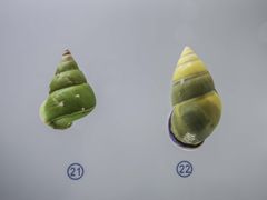 -青岛贝壳博物馆